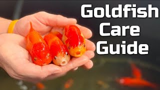 Goldfish In The Aquarium Fish Swim Among Green Algae And Stones 4k Video [upl. by Addiego]