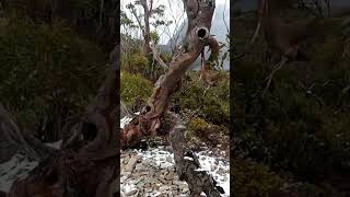 Exploring Cradle Mountain on foot discovertasmania exploretasmania hiking travel tasmania fun [upl. by Rehtaeh]