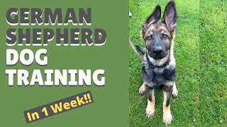 German Shepherd Dog Training and Mastering the Art of Attention in Only 1 Week [upl. by Antonia]