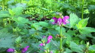 Spotted Deadnettle Lamium maculatum  20120512 [upl. by Naejeillib808]