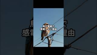 【鳥が電線で感電しない理由】shorts 動物 雑学 [upl. by Norek494]