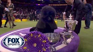 Siba the standard poodle wins Best in Show at 2020 Westminster Kennel Club Dog Show  FOX SPORTS [upl. by Swamy234]