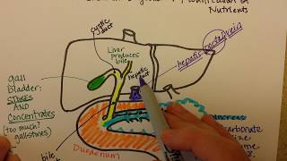 The Pancreas Liver and Duodenum Work Together [upl. by Ignatzia]