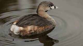 Sounds Of Nature  Piedbilled Grebe  Bird Sounds [upl. by Prima]