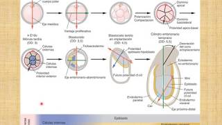 Bases Moleculares de la Gastrulación II [upl. by Allwein694]