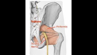 Why the Piriformis muscle is considered a key muscle in the lower limb [upl. by Muire]