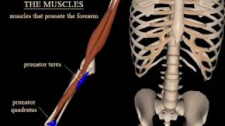 pronation and supination of the forearm [upl. by Semreh]