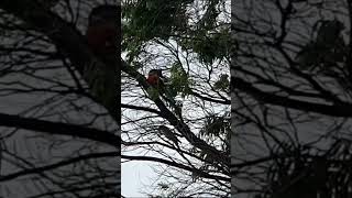 Three crimson rosellas morning bonding session wildlife wildnature [upl. by Detta]