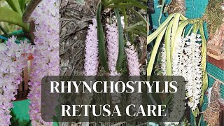 How to care for Rhynchostylis retusa  Foxtail orchid orchid orchidcare vandaorchid [upl. by Ahsienat633]