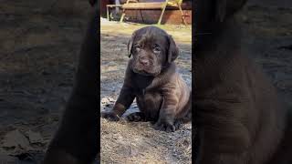 So cute Labrador puppy child to young ❤️labrador dog shorts aryasaurabh01 🙏 [upl. by Geis670]