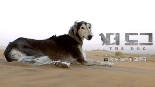 The Dog referred as a GOD Saluki  EBS Documentary [upl. by Zamora]