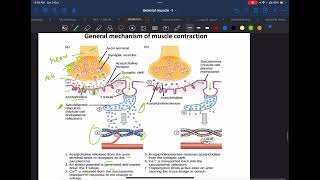 General Mechanism of Skeletal muscle contraction [upl. by Atsed]