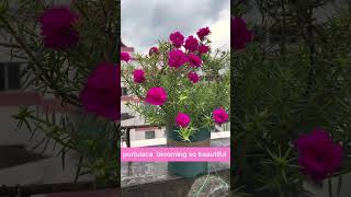 Portulaca flowering until blooming so beautiful shortvideo bonsai howtogrowportulaca garden [upl. by Spohr740]