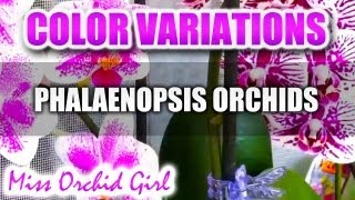 Phalaenopsis Orchids color variations [upl. by Meggie]