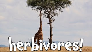 Herbivores Learning Herbivore animals for Kids [upl. by Vincenty]