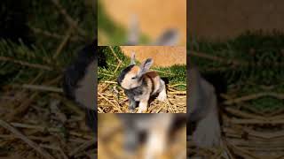 Harlequin Rabbit rabbitry bunny backyardfarming cute rabbit [upl. by Marillin]