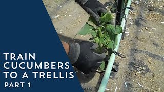 How to Train Cucumbers to a Trellis [upl. by Anirac]