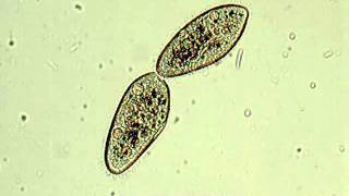 Paramecium  binary fission [upl. by Center237]