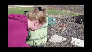 Aunt Susans Garden  Early Spring Coralberry Pruning [upl. by Creamer294]