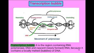 10 Cell biology  Transcription bubble شرح بالعربي [upl. by Atikim426]