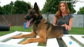 Police K9 Dog saves partner [upl. by Sukram]