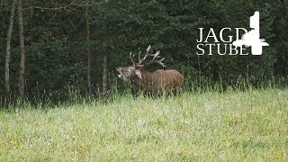 Hirschbrunft 2017  Masuren  Wolfsschanze [upl. by Clementi532]