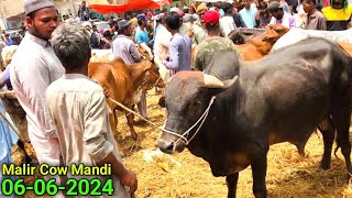 Malir Mandi On Fire 🔥Rates Or Bargaining 😱06062024  Karachi Cattle Updates  Cow Mandi 2024 [upl. by Eentruok]