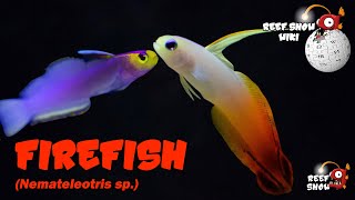 Reef Show Wiki Firefish [upl. by Ube]