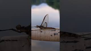 Giant Hexagenia mayfly [upl. by Capps]