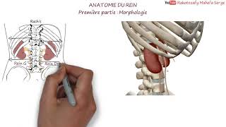 ANATOMIE DU REIN  Première partie  Morphologie [upl. by Nehgem]