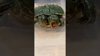 Update on the Two Headed Turtle‼️Part 2 [upl. by Hashimoto]