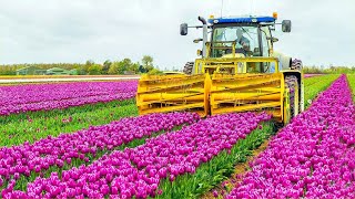 How 2 Billion Tulip Bulbs Are Produced and Harvested  Tulips Cultivation Technique in Green House [upl. by Mauceri815]