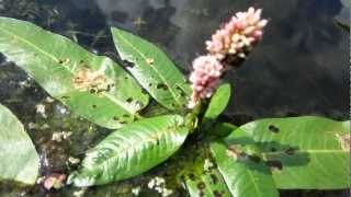 Water Knotweed Persicaria amphibia synoniem Polygonum amphibium  20120804 [upl. by Justin]