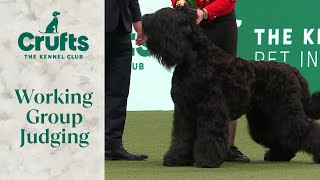 Working Group Judging  Crufts 2024 [upl. by Ariaes]