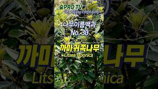 까마귀쪽나무 이름 유래 까마귀쪽나무 Litseajaponica 나무이름백과 [upl. by Alexander]