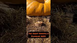 The Great Annapolis Pumpkins of 2024  annapolismd blowfishpokeannapolis annapolis october2024 [upl. by Arley]