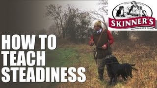 Gundog training tips  steadiness [upl. by Nalda]