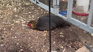 Medical Diagnosis Water Belly or Ascites in a Backyard Chicken [upl. by Disini]