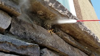 HOW NOT TO GET RID OF WASPS FREEZING BUGASALT and ELECTROCUTION [upl. by Anen]