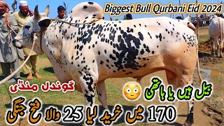 Heavyweights Bull Gondal Mandi Attock Update May 2024  170k Deal Cow Mandi Bakra Eid Qurbani [upl. by Aretak959]