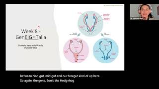 NPLEX I Embryology Gastrulation Neuralation and Organogenesis [upl. by Collete]