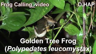 말레이시아Malaysia Polypedates leucomystax Callingvideo Golden Tree Frog의 울음소리영상 [upl. by Reider]