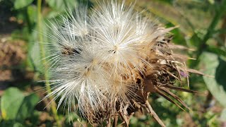 Silybum marianum  a natural remedy for the liver [upl. by Cired]