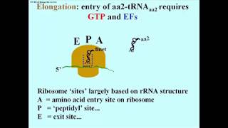 209 Elongation Elongation Factors and GTP [upl. by Urial]