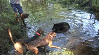 Hound Puppies Bay Up a Small Boar Hog [upl. by Imij]