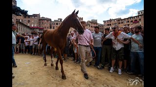 Assegnazione  Palio di Siena 16 agosto 2024  SOGNO PALIO [upl. by Enerol40]