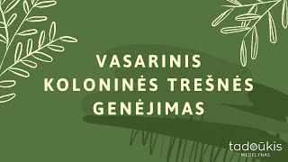 Vasarinis koloninės trešnės genėjimas [upl. by End951]