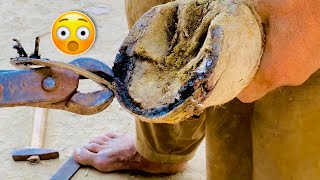 Horse Hoof Complete Restoration  Hoof Compilation  Hoof Trimming [upl. by Hanahs]