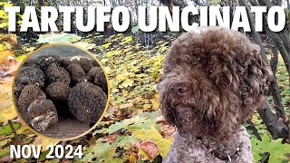 TARTUFO UNCINATO STAGIONE IMPOSSIBILE AGGIORNAMENTO 19 NOVEMBRE 2024 [upl. by Carothers27]