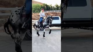 Asta el caballo sabe que esta rola esta buena caballos jaripeo vaqueros tamborazo mexico [upl. by Yrtneg]